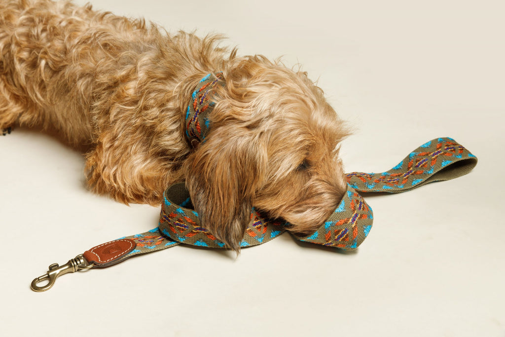 Laisse Etna Green - Buddys Dogwear
