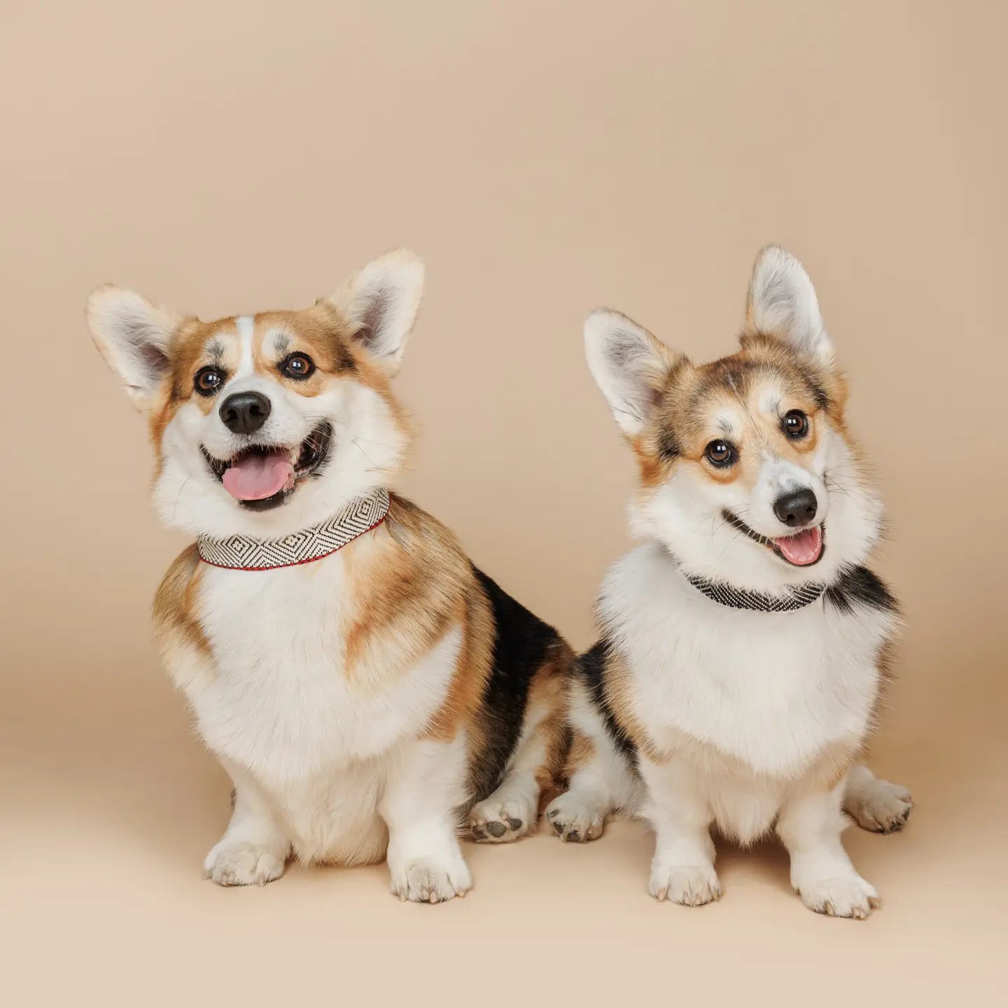 Collier Capri Beach Day - Buddys Dogwear