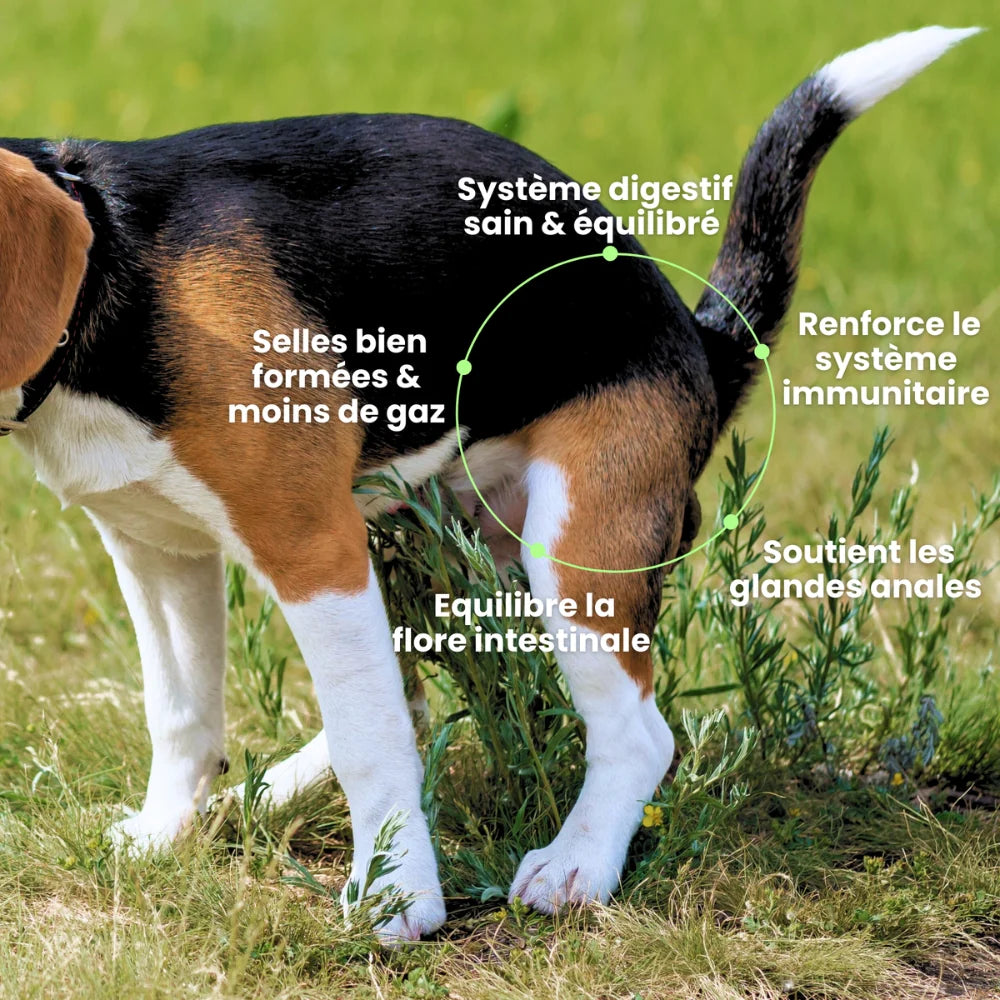 Complément alimentaire digestion - Besti