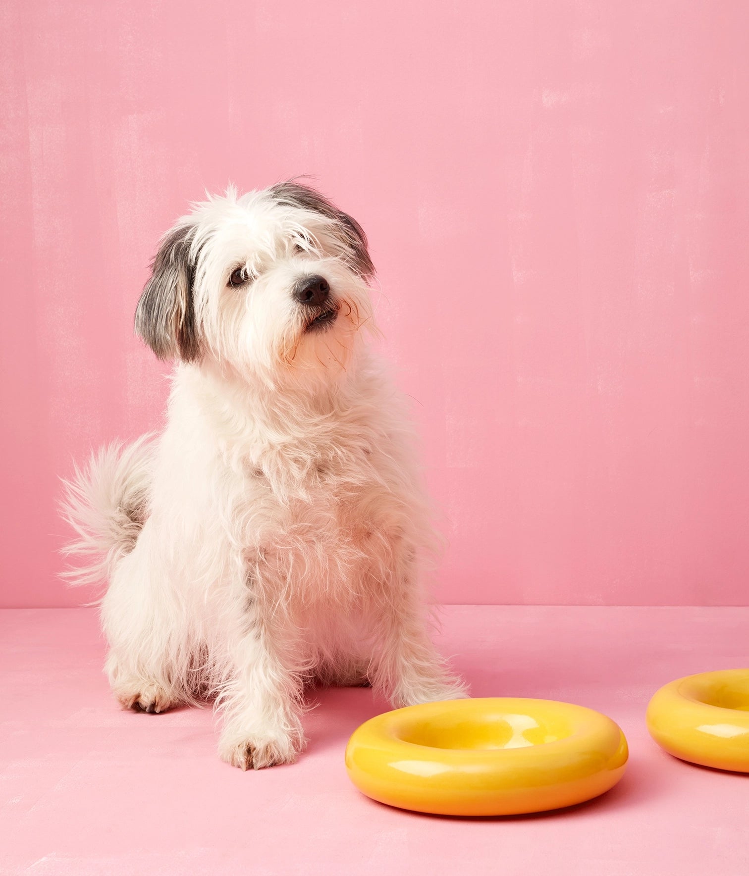 Gamelles en céramique Jaune - Hot Dog