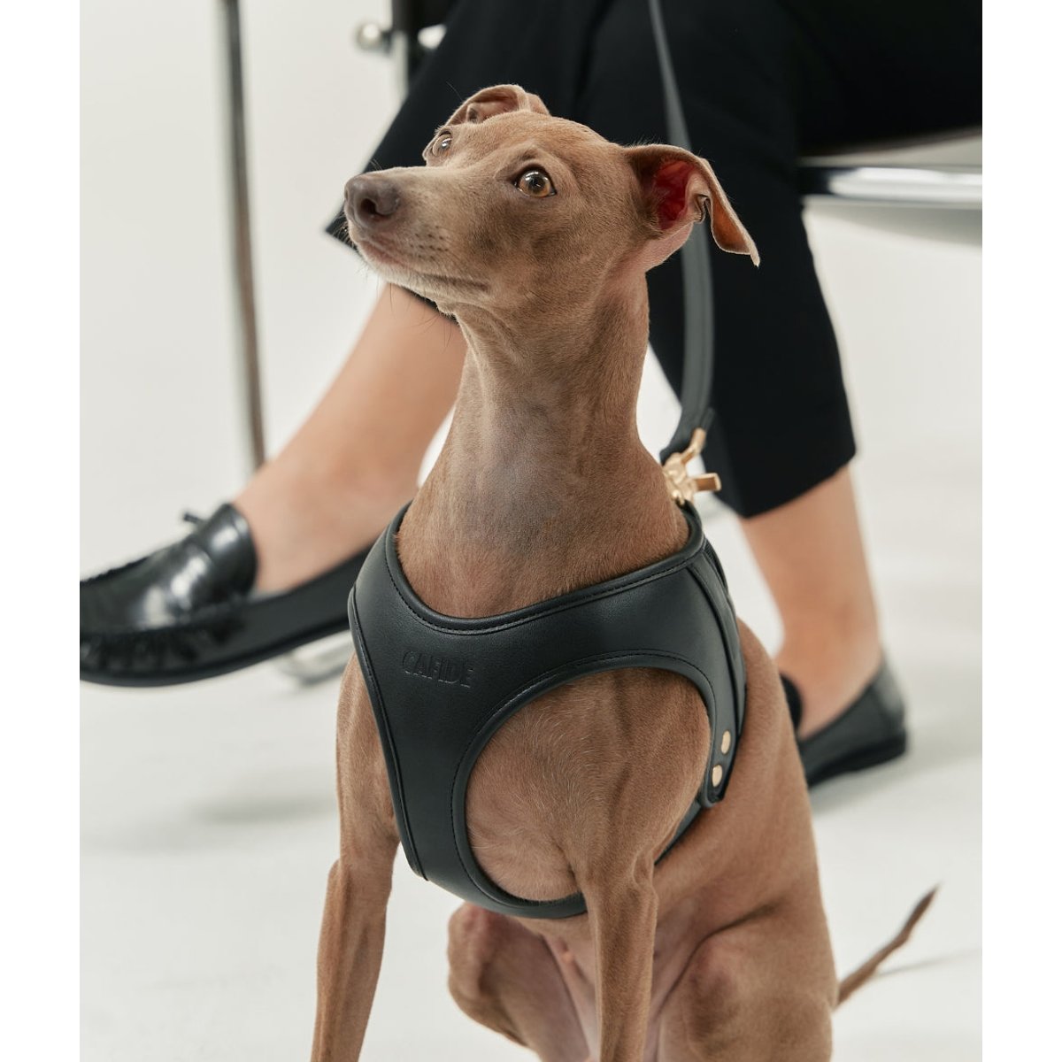 Harnais cuir végétal noir - Cafide