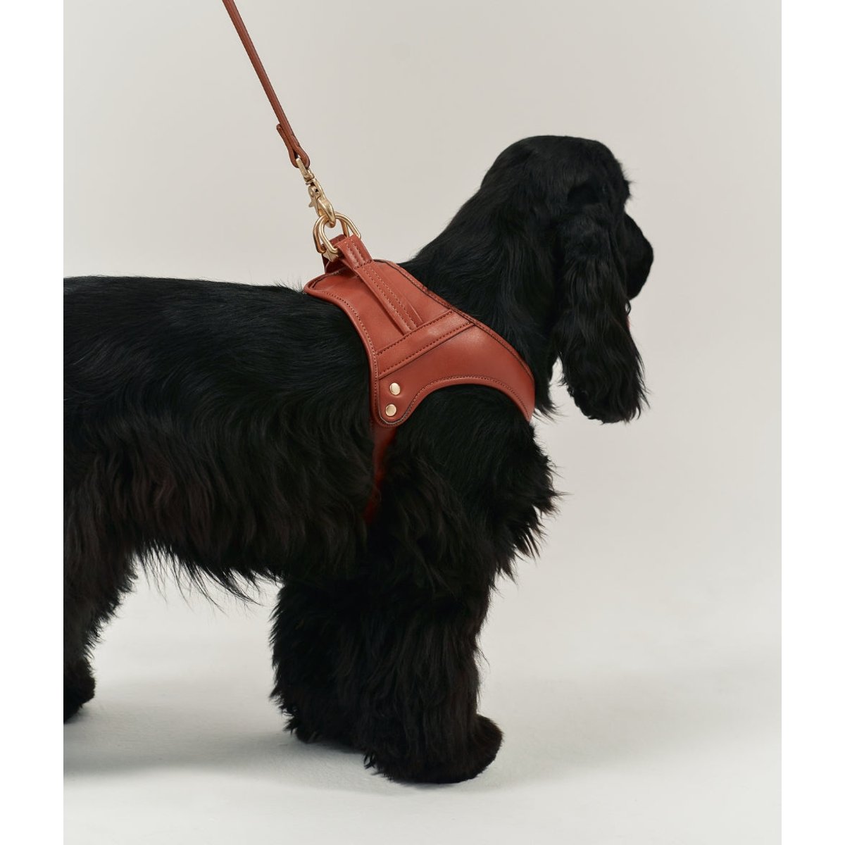 Harnais cuir végétal marron - Cafide