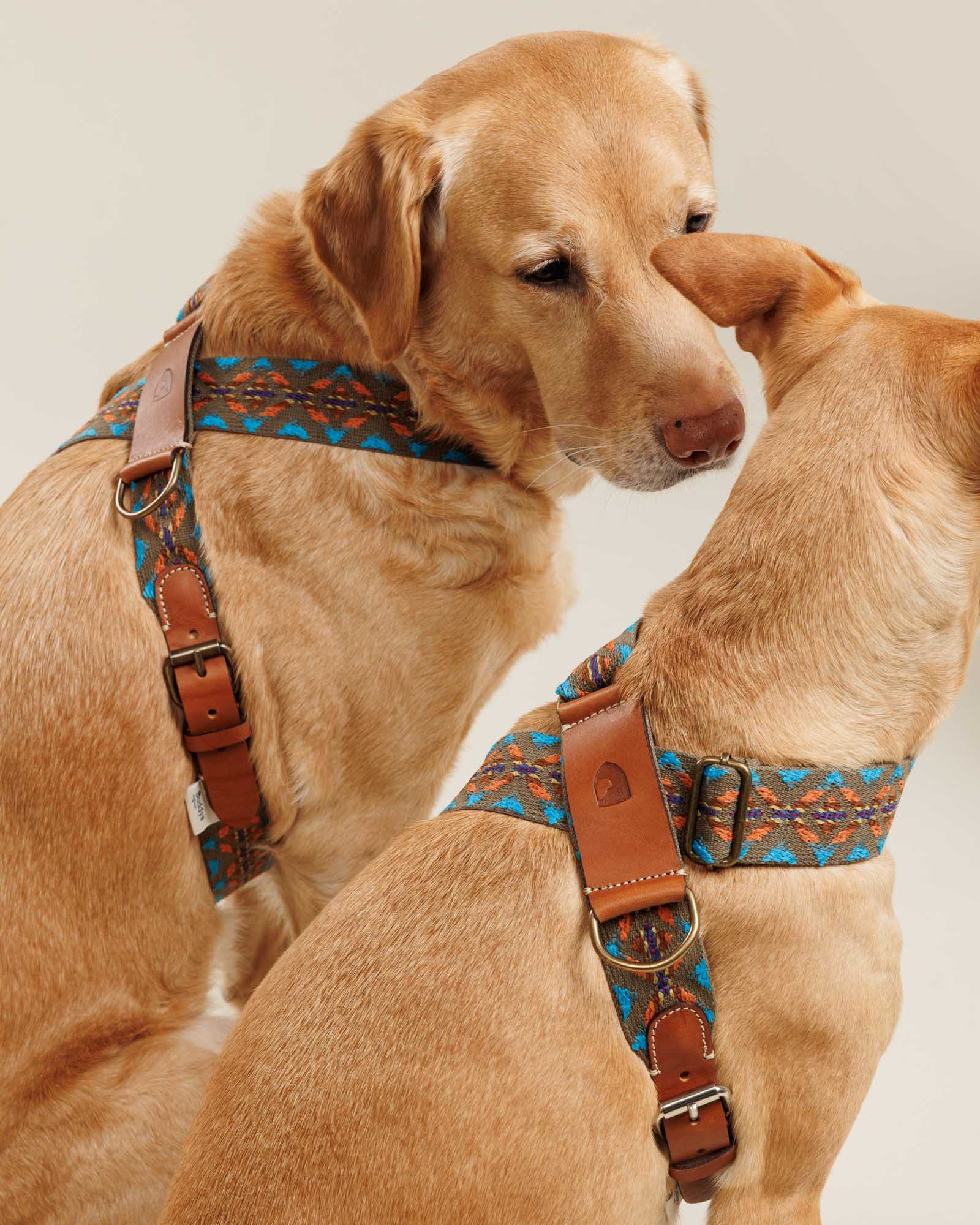 Harnais Etna Vert - Buddys Dogwear