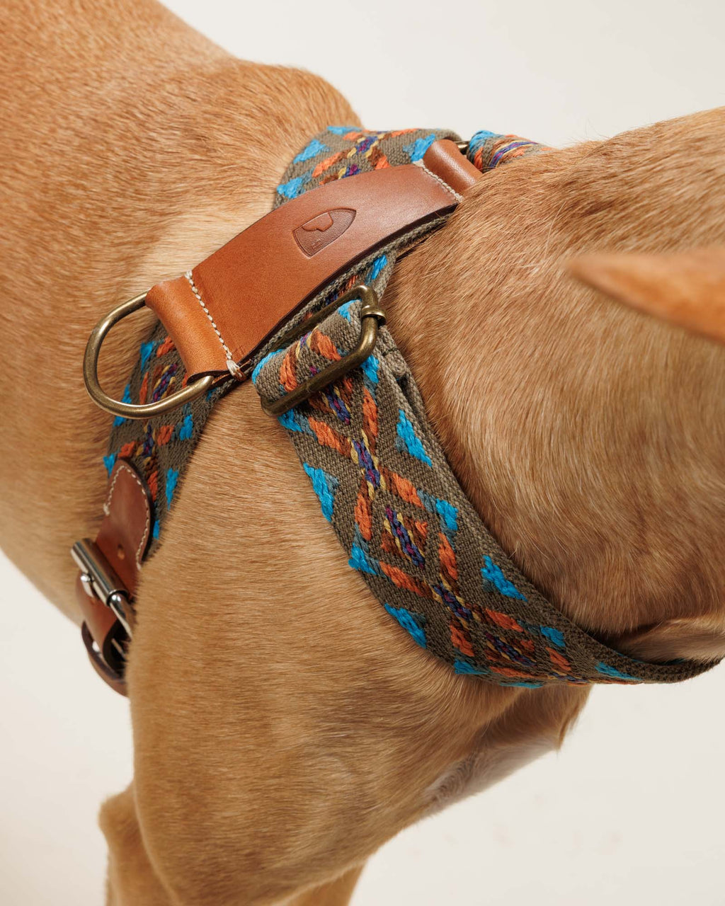 Harnais Etna Vert - Buddys Dogwear