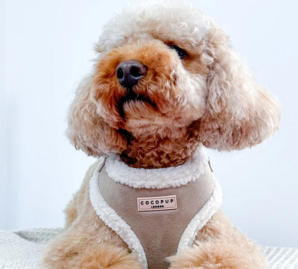 Harnais Nude Aviator - Cocopup London