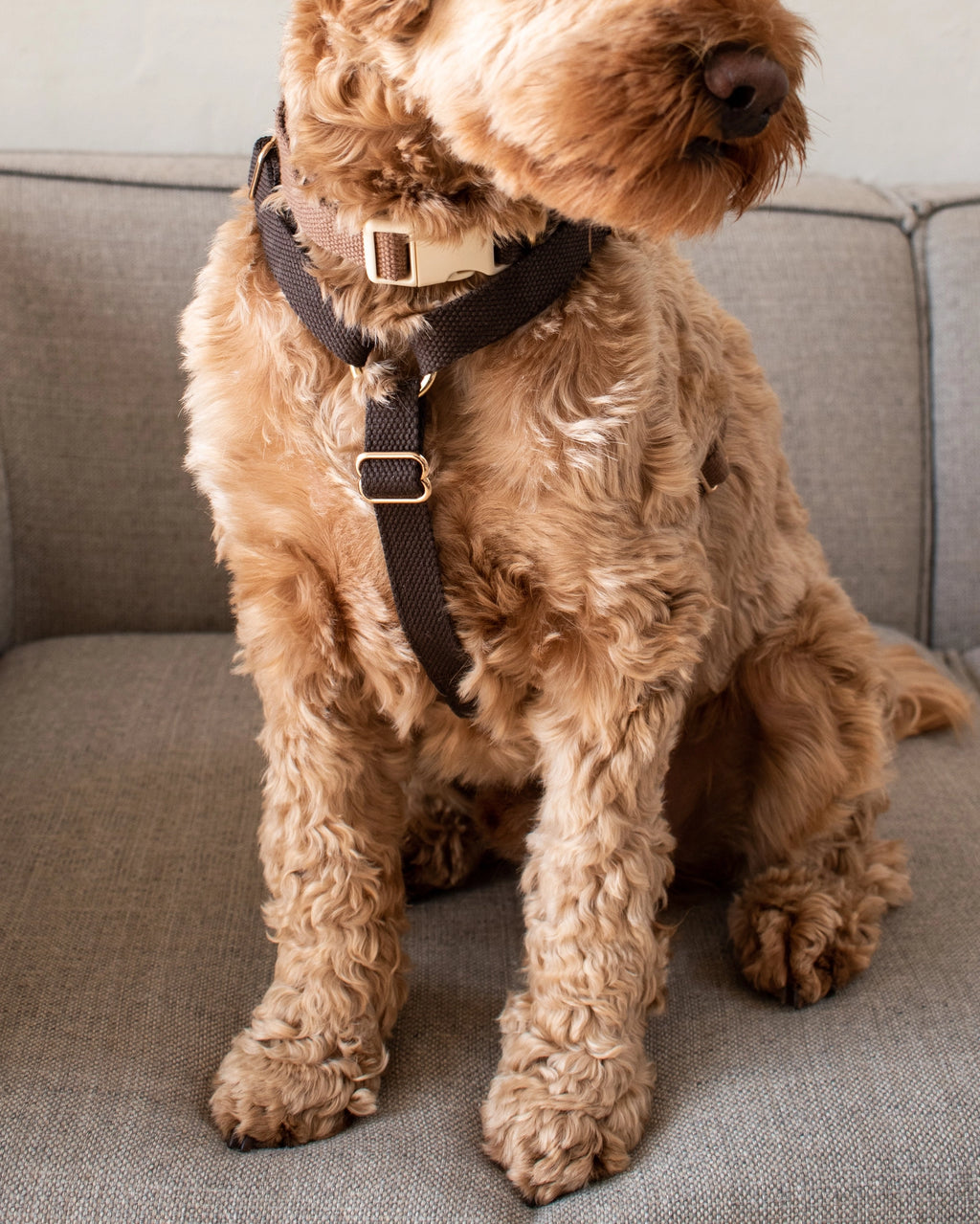 Harnais chocolat - Drews Dogwear