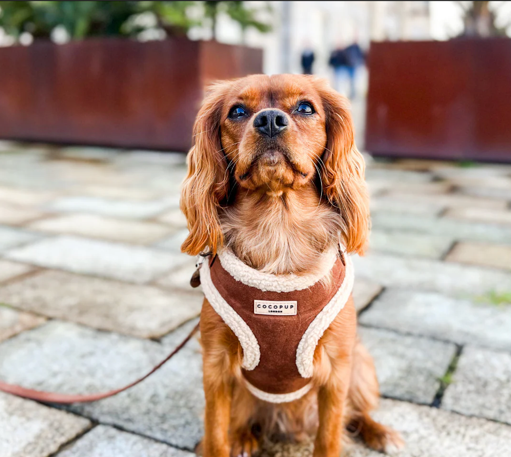 Harnais Brown Aviator - Cocopup London