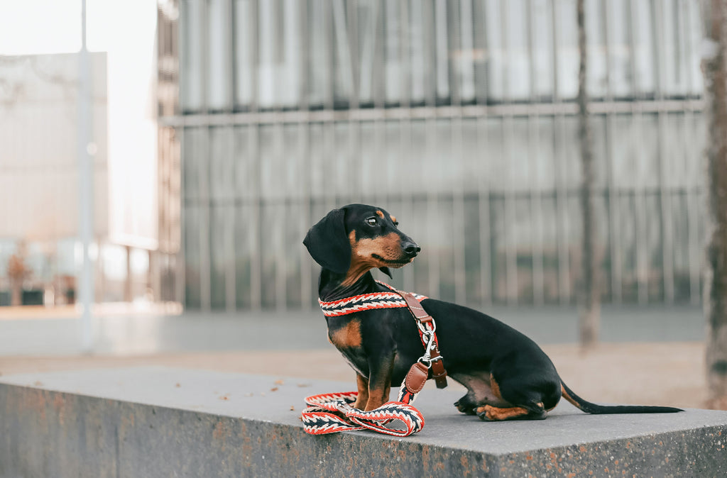 Harnais Peruvian Arrow rouge  - Buddys Dogwear