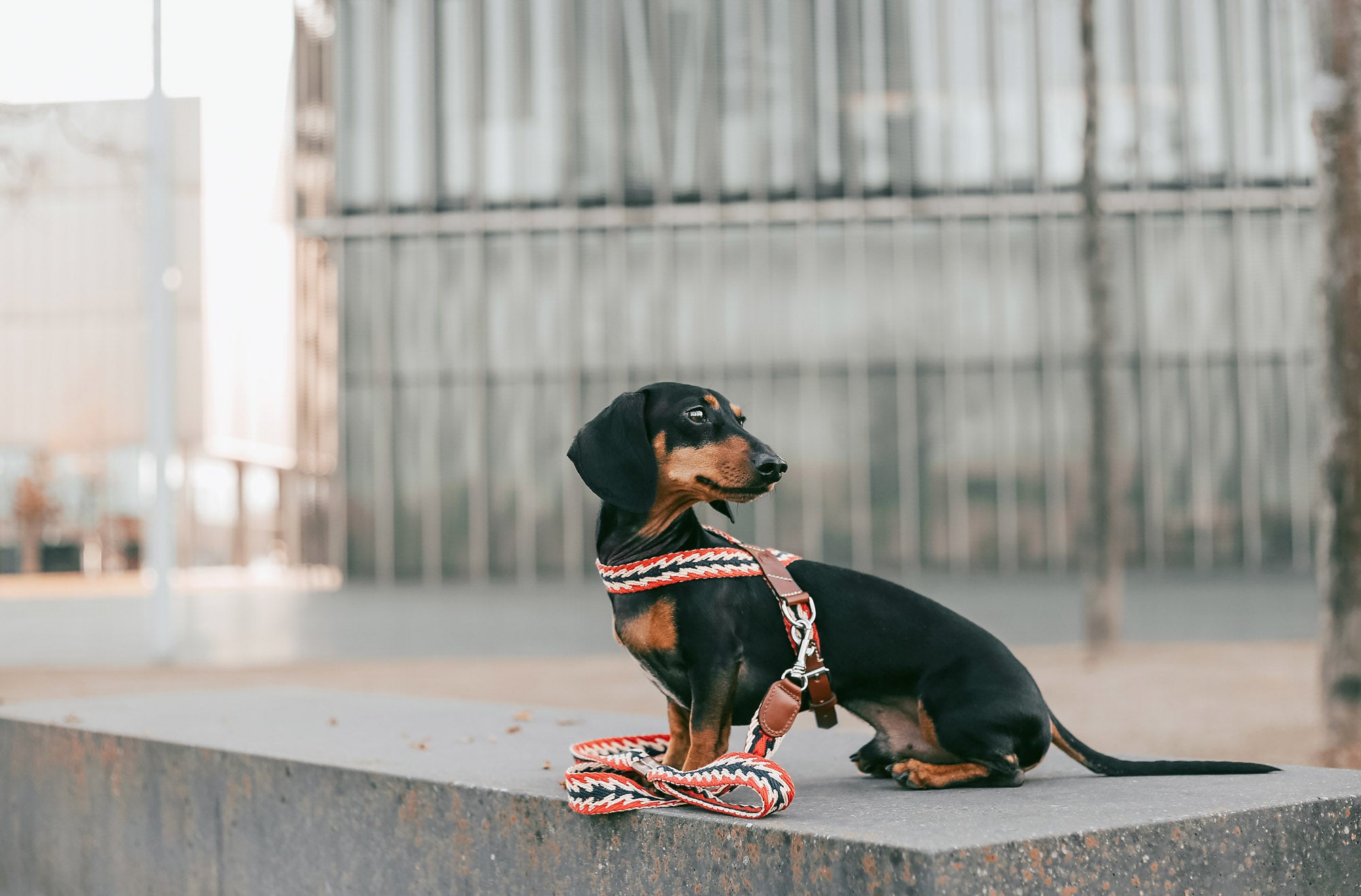 Harnais Peruvian Arrow rouge  - Buddys Dogwear