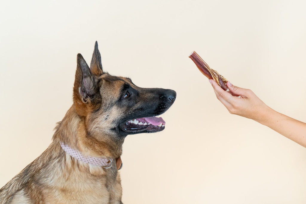 Nerd de boeuf - Dogchef