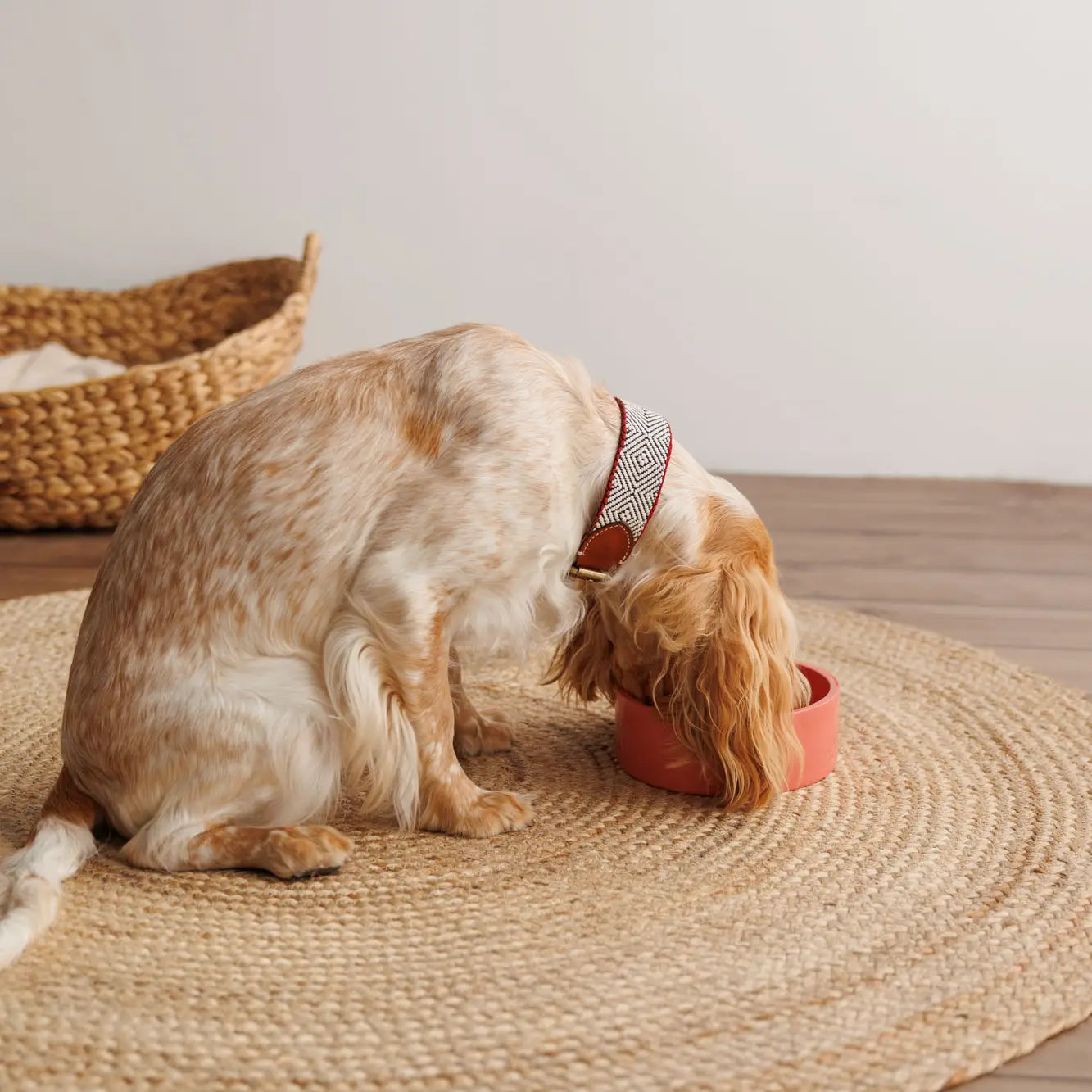 Collier Capri Beach Day - Buddys Dogwear