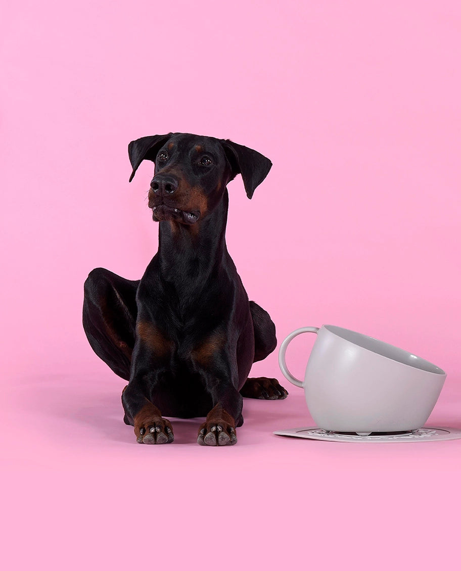 Gamelles tasse à café taupe - United Pets