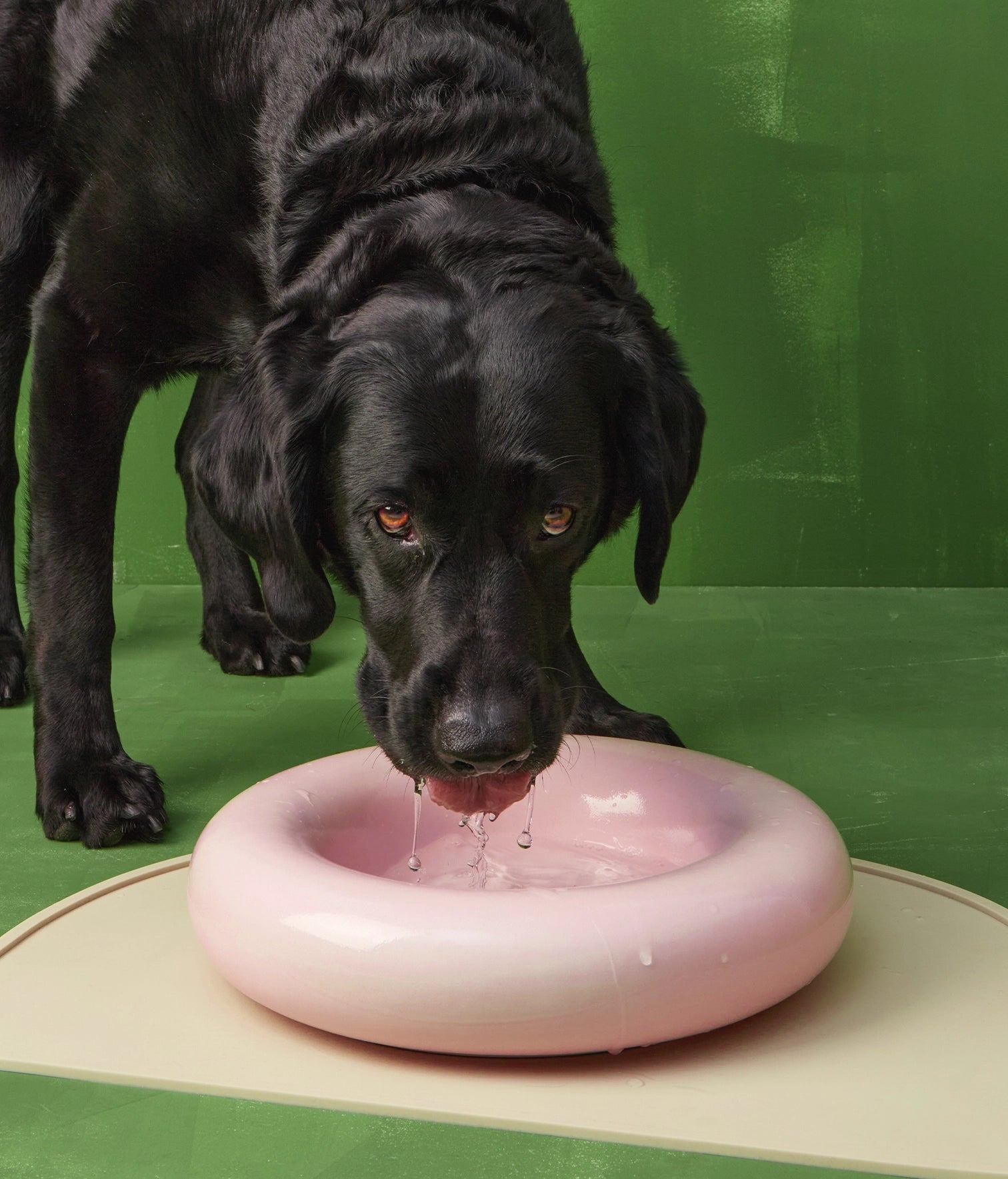 Gamelles en céramique rose - Hot Dog