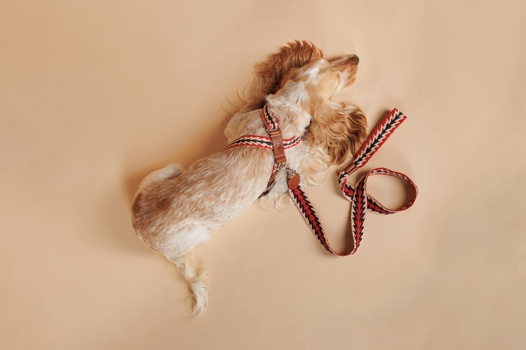 Harnais Peruvian Arrow rouge  - Buddys Dogwear