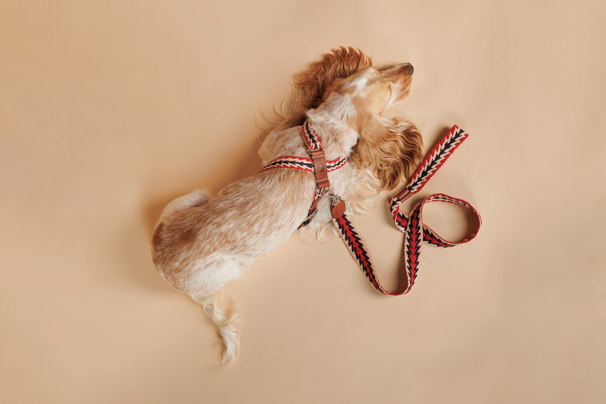 Harnais Peruvian Arrow rouge  - Buddys Dogwear