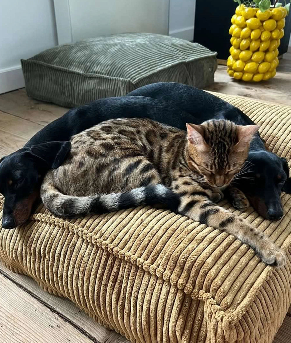 Panier en velours côtelé vert - Cafide